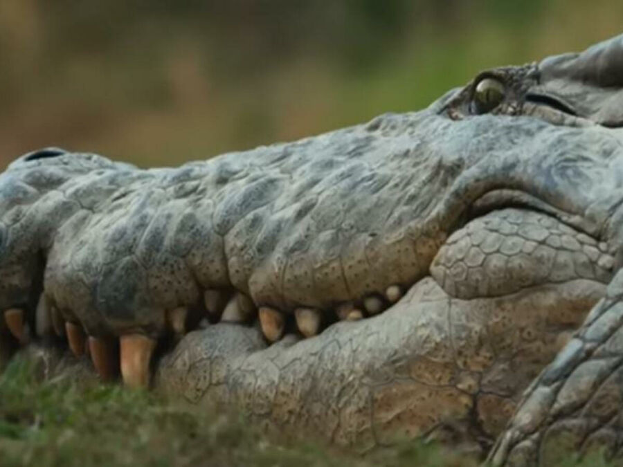 Imagem crocodilo-velho